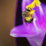 bee in purple heart flower