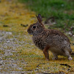 Lapin &agrave; queue blanche / Sylvilagus floridanus / Eastern Cottontail