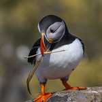 PUFFIN