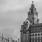 Tower Buildings (1906) and the Royal Liver Building (1908 - 11)