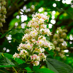 Horse Chestnut