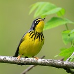 Canada warbler male at Lake Meyer Park IA 2K3A5130
