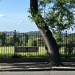 fence, bench and tree (147/365)