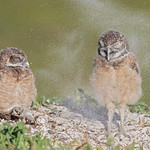 Burrowing Owlets