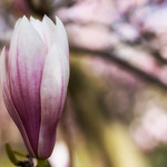 Magnolia