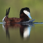Ruddy Duck