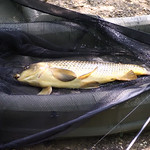 10lb Common Carp.
