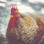 Did someone get his rooster booster here?