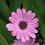 IMG_3641 Osteospermum