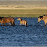 Wild Horses 0578