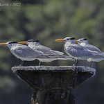 Royal Tern (Thalasseus maximus)