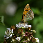 Silver-washed fritillary, female
