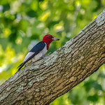Red-headed Woodpecker