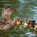 Mallard Duck family!