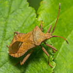 Dock bug (Coreus marginatus)