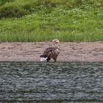 Seeadler