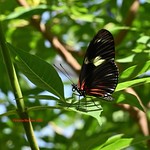 Doris Longwing