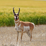 Stunning Pronghorn