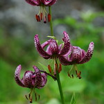 Lilium martagon