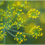 Dill flowers