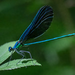 Ebony Jewelwing -05344-male