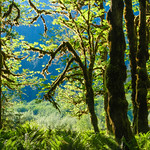Glowing forest moss on the return from Enchanted Valley