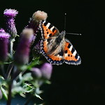 Small Tortoiseshell