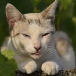 Your time is limited, so don't waste it living someone else's life. Don't be trapped by dogma &ndash; which is living with the results of other people's thinking - Steve Jobs