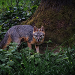 An unexpected visitor