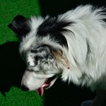 Dusty chasing shadows - his own!