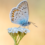 Argus-Bl&auml;uling auf Scharfgarbe