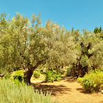 The Garden of Gethsemane, Mount of Olives, Jerusalem, Israel.