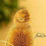 If Harvest mice could face palm......
