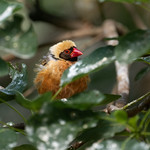 Red-billed Quelea