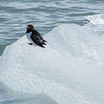 Little Auk - Alle alle