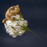 Spring peeper on a clover flower