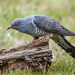 Cuckoo Thursley Common 22nd April 2022