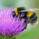 Bumble on a thistle
