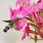 Hummingbird Hawk-moth - Macroglossum stellatarum