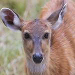 Sitatunga