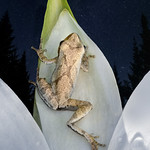 peeper watching the night sky