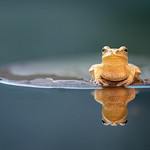 tiny gold peeper on a red lilypad