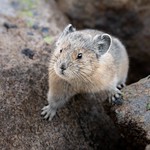American Pika