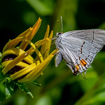 Gray Haristeak posing in the sunshine!