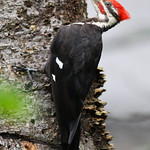 Grand Pic / Pileated Woodpecker / (Dryocopus pileatus)