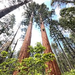 Walking Among Giants