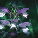 337. bear's breeches