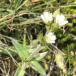 &Aacute;lftafj&ouml;r&eth;ur Austurland Islanda