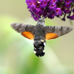 Always a welcome visitor to our garden!