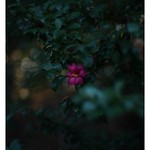 SONY ILCE‑7RM3 / Lomography New Jupiter 3+ 1.5/50 L39/M